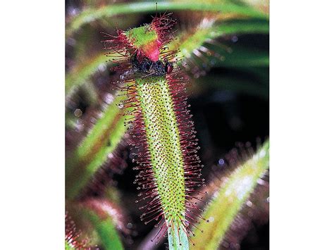 Sundew | Description, Habitat, Adaptations, & Facts | Britannica