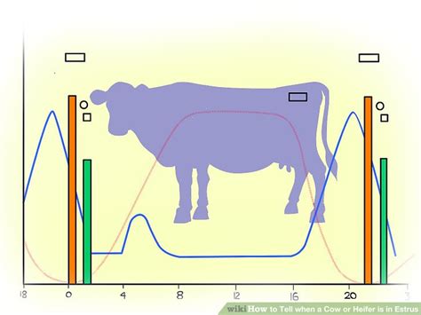 How to Tell when a Cow or Heifer is in Estrus: 15 Steps