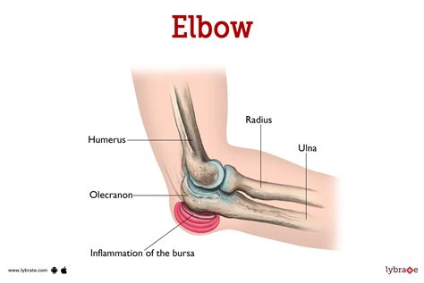 Correctly IDENTIFY Elbow Joint Anatomical Features - MASTER The Skill!