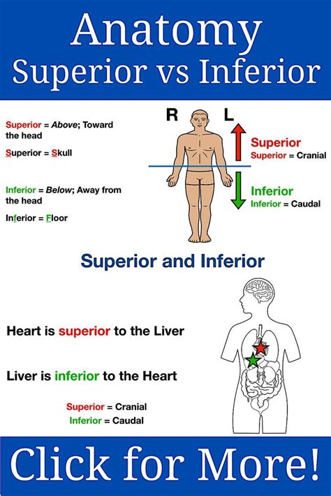 Anatomy Directional Terms: Notes, Superior vs Inferior Drawings | Human ...