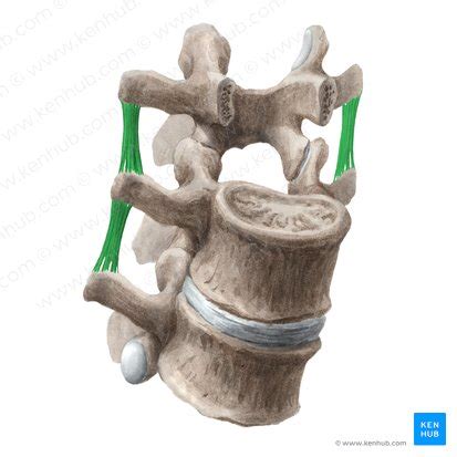 Anatomy of the back: Spine and back muscles | Kenhub