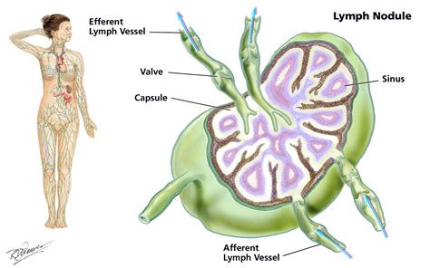 Diagram Of A Lymph Node