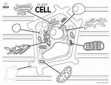 Plant And Animal Cell Coloring Page Tammy Morehouse  JessicaropFlores sketch template