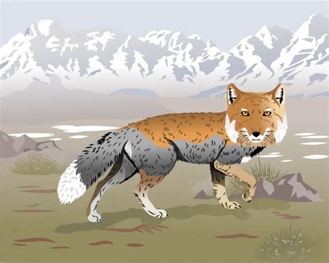 Tibetan Fox - Facts, Diet, Habitat & Pictures on Animalia.bio