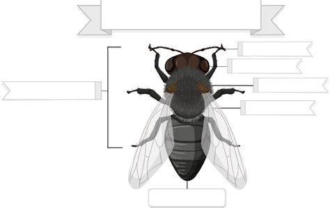 External Anatomy of a fly worksheet 3657789 Vector Art at Vecteezy