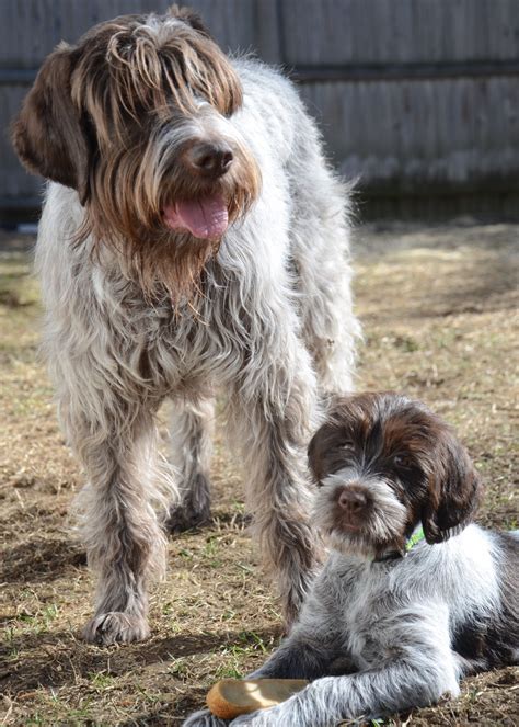 5 Things You Didn't Know About The Wirehaired Pointing Griffon ...