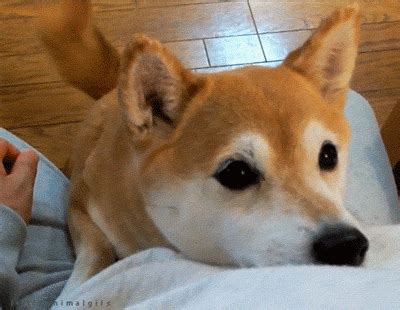 Dog shiba inu hug GIF - Find on GIFER