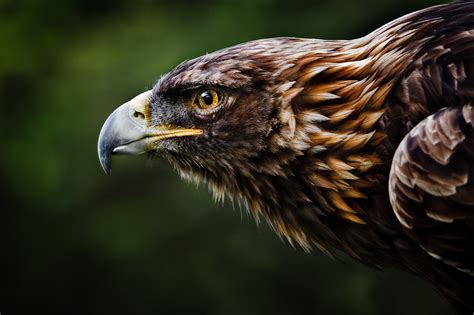 Majestic Eagle HD Wallpaper