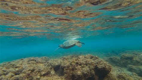 3 Best Snorkeling Spots in Kauai for Beginners - That Adventure Life