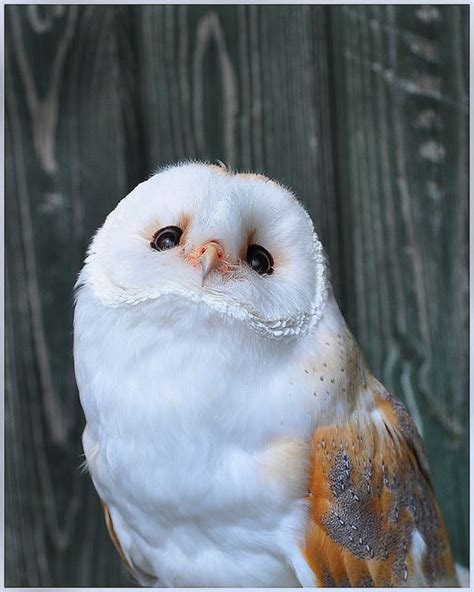 Best 25+ Barn owls ideas on Pinterest | Barn owl sounds, National bird of england and Facts ...