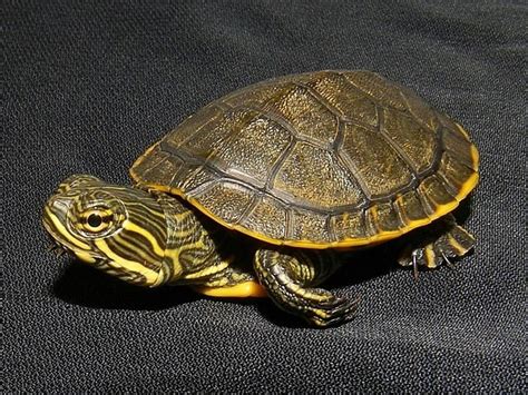 Chicken turtle - Alchetron, The Free Social Encyclopedia