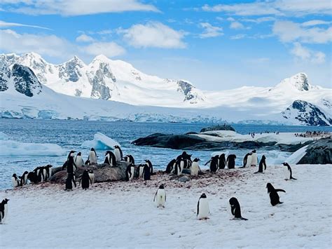 Eight Reasons to Cruise Antarctica on Silversea’s New Ultra-Luxury Silver Endeavour