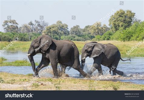 Two African Elephants Running Through Water Stock Photo 381629608 ...