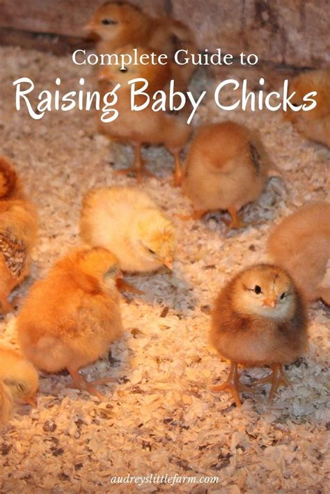 How to Care for Baby Chicks | Baby chicks, Chickens backyard, Portable chicken coop