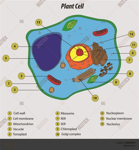 Plant Cell Labeled Vector & Photo (Free Trial) | Bigstock