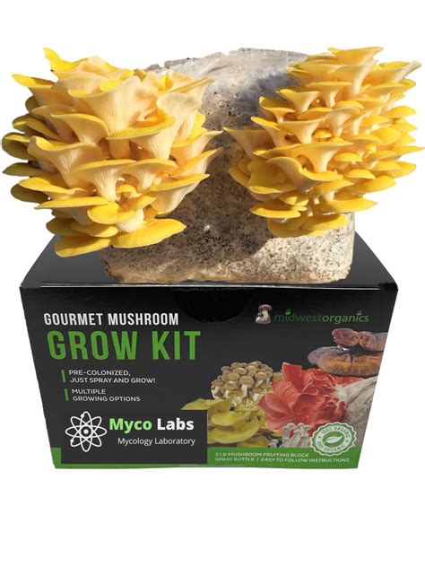 Golden (Yellow) Oyster Mushroom Grow Kit (5lbs)