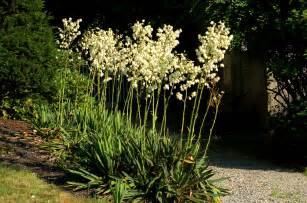 Caring for Adam's Needle or Yucca Filamentosa