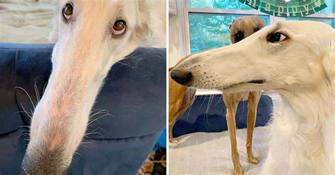 This Borzoi Sighthound May Have The 'World's Longest Nose' And She Is Adorable!