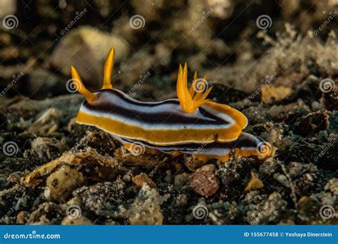 Sea slug in the Red Sea stock photo. Image of nature - 155677458