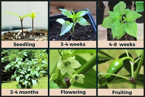 Jalapeño Plant Stages (w/Pictures) - Seedling to Harvest - Pepper Geek ...