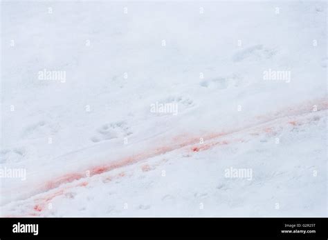 A trail of blood shows where a polar bear recently captured a seal Stock Photo - Alamy