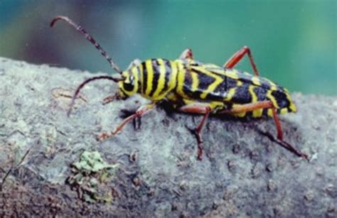 Locust borer - Agricultural Biology