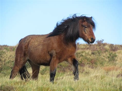 Dartmoor Pony Info, Origin, History, Pictures