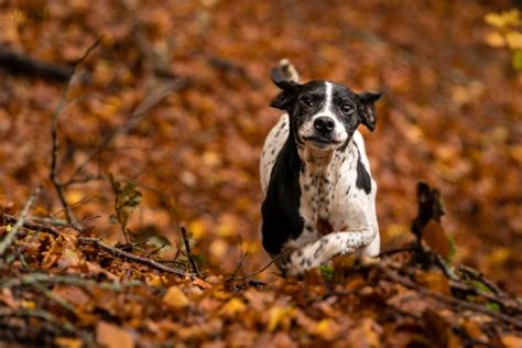 Wild Foods Truffle Hunt Umbria Italy - Authentic Truffle Hunting Experience