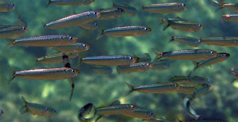 Pilchard | fish | Britannica