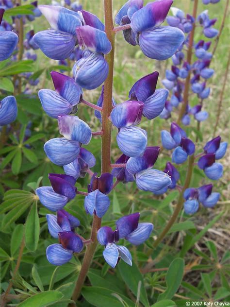 Lupinus perennis (Wild Lupine): Minnesota Wildflowers