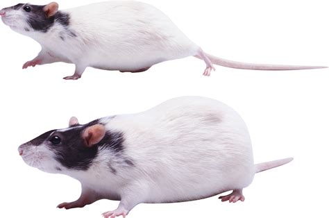 mouse, rat PNG image