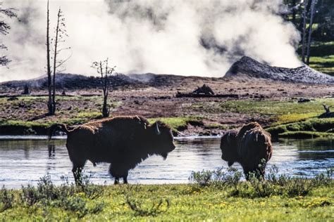 Bison gores Yellowstone visitor, tosses her 10 feet, park officials say