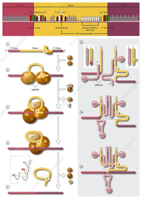 Gene splicing, diagram - Stock Image - C009/7524 - Science Photo Library