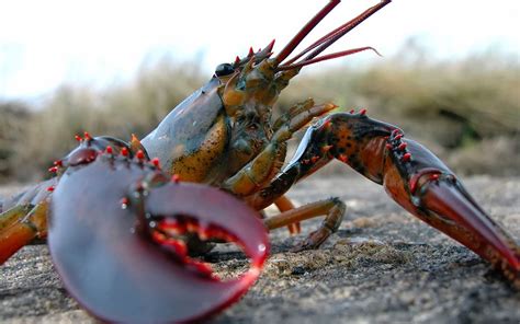 7 Facts About Lobsters That Will Make You Say "What The Shell"