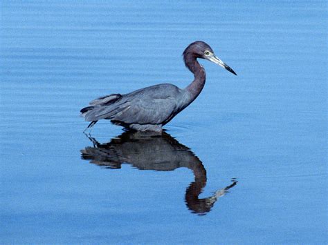 Little Blue Heron - Egretta caerulea - NatureWorks