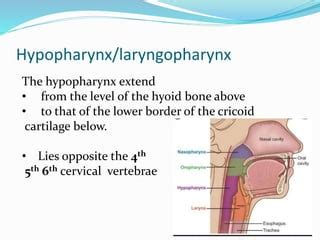 Hypopharynx anatomy | PPT