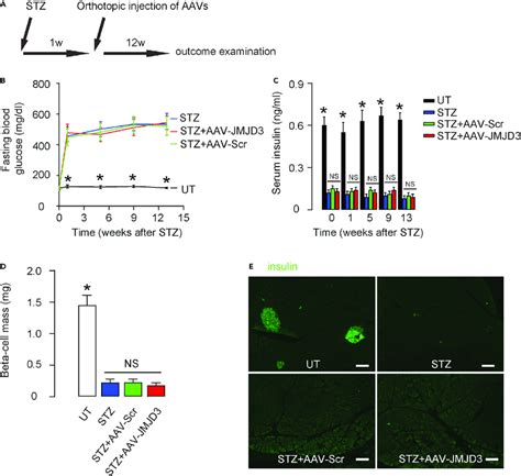 Orthotopic injection of AAVs in the testis does not alter diabetes (A)... | Download Scientific ...