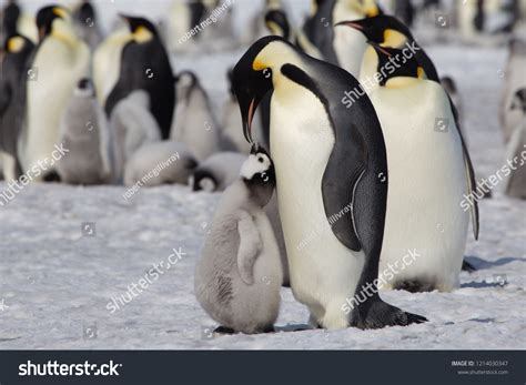 8,763 Penguin feeding baby Images, Stock Photos & Vectors | Shutterstock