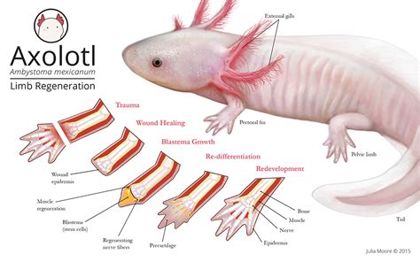 Transcriptomic landscape of the blastema niche in regenerating adult axolotl limbs at single ...