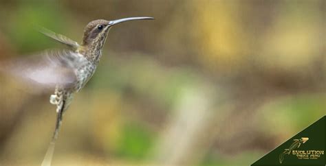 Tambopata National Reserve Guide: History, Tours, Maps, and Facts - Evolution Treks Peru