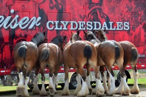 Behind the scenes with the Budweiser Clydesdales | Ohio Ag Net | Ohio's Country Journal