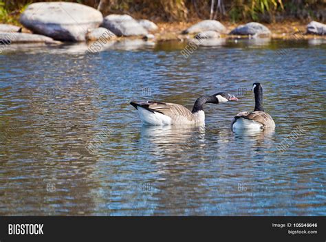 Canadian Goose Honking Image & Photo (Free Trial) | Bigstock