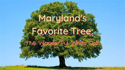 Maryland’s Favorite Tree: The Wonderful White Oak (Quercus alba)