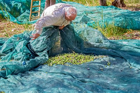 The Olive Harvest Has Begun - Sponsor an Olive Tree in Israel