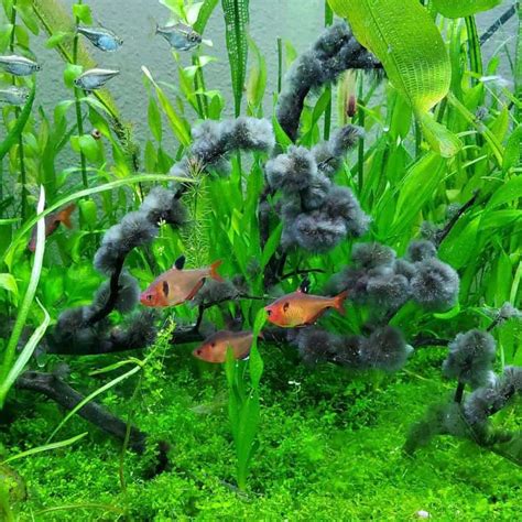 8 Best Black Beard Algae Eaters For Your Fish Tank