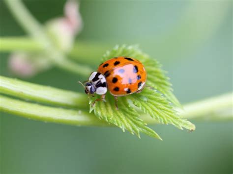 Asian Lady Beetles | Poison Control