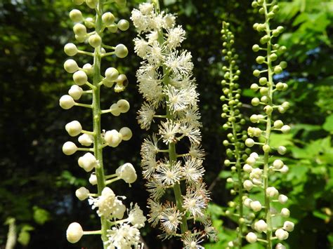 Black Cohosh: A Native American Answer To Menopause