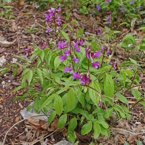 Lathyrus odoratus cv.