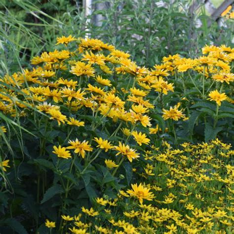 Yellow Perennial Flowers