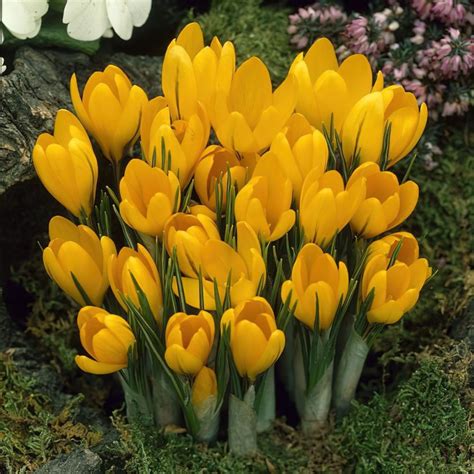 Yellow Mammoth Crocus Bulbs | Buy Online | Boston Bulbs